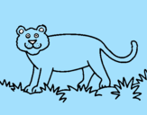 Desenho Panthera  pintado por arthur
