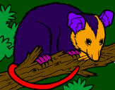 Desenho Ardilla possum pintado por BRAIAN 4ANOS