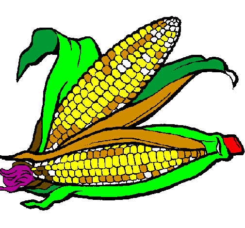 Desenho Espiga de milho  pintado por milho