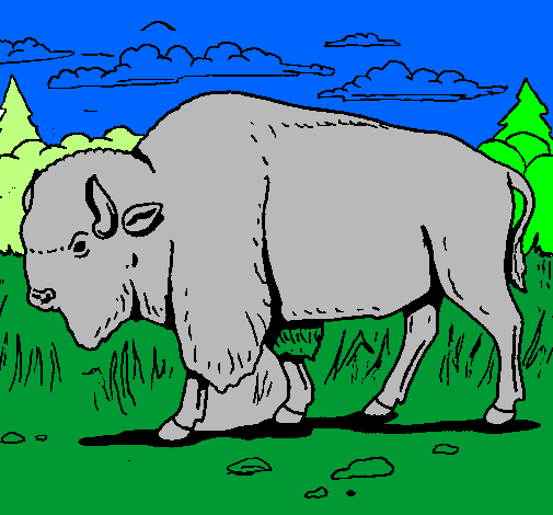 Desenho Búfalo pintado por igor argimiro