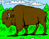 Desenho Búfalo pintado por eduardo borges