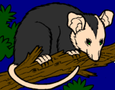 Desenho Ardilla possum pintado por alejandro