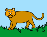 Desenho Panthera  pintado por fatima