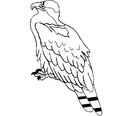 Desenho Águia pintado por aline