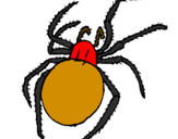 Desenho Aranha venenosa pintado por aranha pintada