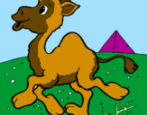 Desenho Camelo pintado por jaqueline 11 anos