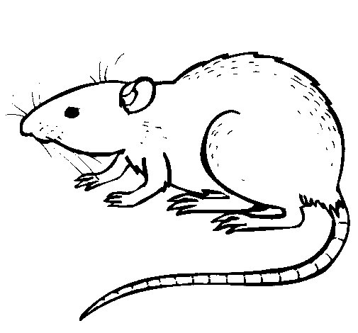 Desenho Rata subterrânea pintado por rato