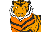 Desenho Tigre pintado por athos @.com