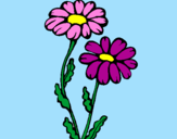 Desenho Margaridas pintado por flores lindas