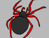 Desenho Aranha venenosa pintado por mateus