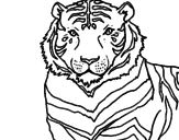 Desenho Tigre pintado por FIFI