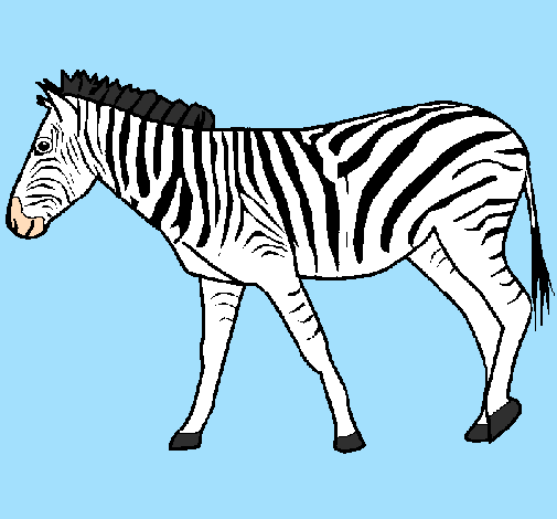 Desenho Zebra pintado por rafaela
