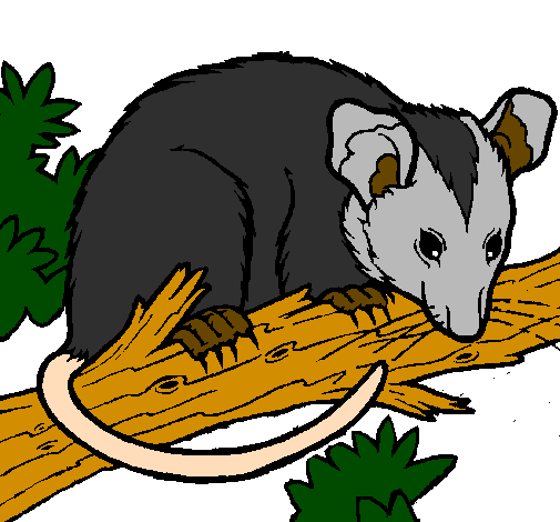 Desenho Ardilla possum pintado por pablo