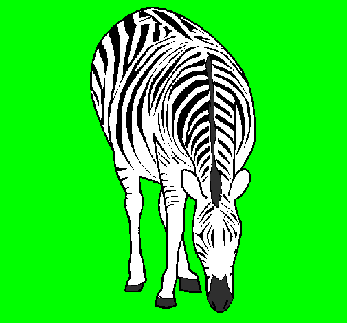 Desenho Zebra pintado por Karine