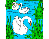 Desenho Cisnes pintado por Soso