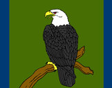Desenho Águia num ramo pintado por caiosz