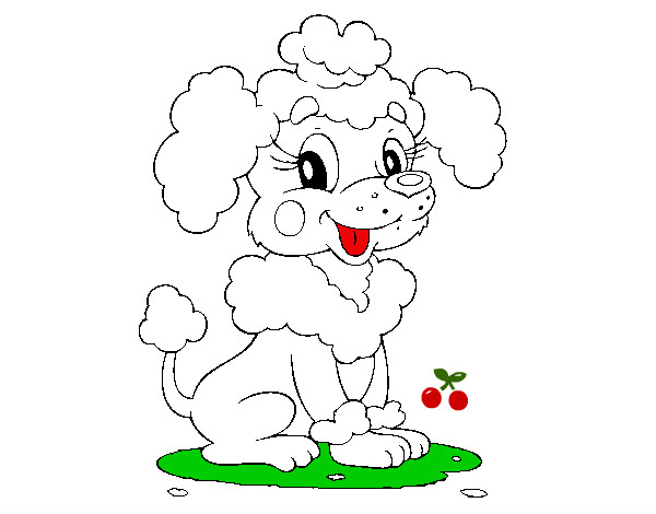 Desenho Poodle pintado por Nana