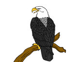 Desenho Águia num ramo pintado por Ghbit