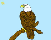Desenho Águia num ramo pintado por bruninho