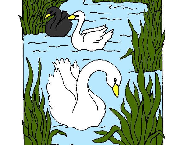 Desenho Cisnes pintado por bruninho