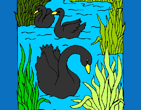 Desenho Cisnes pintado por nayarinha