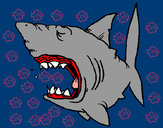 Desenho Tubarão pintado por Bella