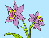 Desenho Orquídea pintado por idluiz10