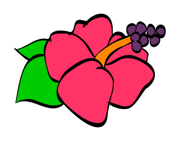 Desenho Lagunaria flor pintado por flavia
