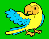 Desenho Papagaio abrir a asa pintado por miguel123