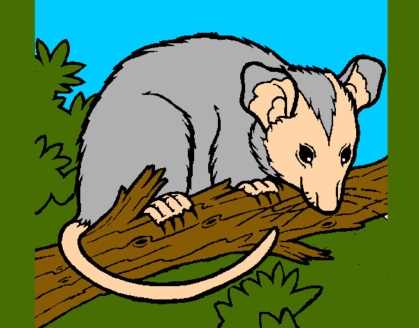 Desenho Ardilla possum pintado por cras