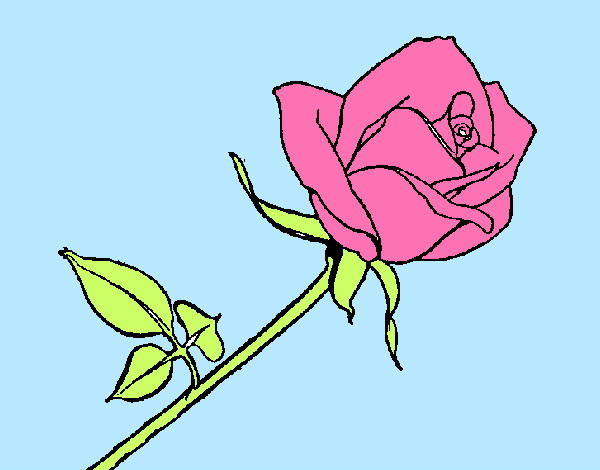 Desenho Rosa pintado por daniel23