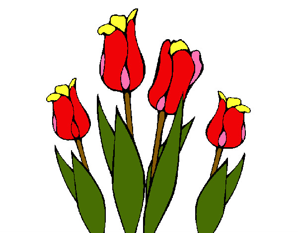 Desenho Tulipa pintado por ales