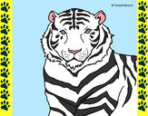 Desenho Tigre pintado por ImShampoo