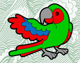 Desenho Papagaio abrir a asa pintado por nilda 