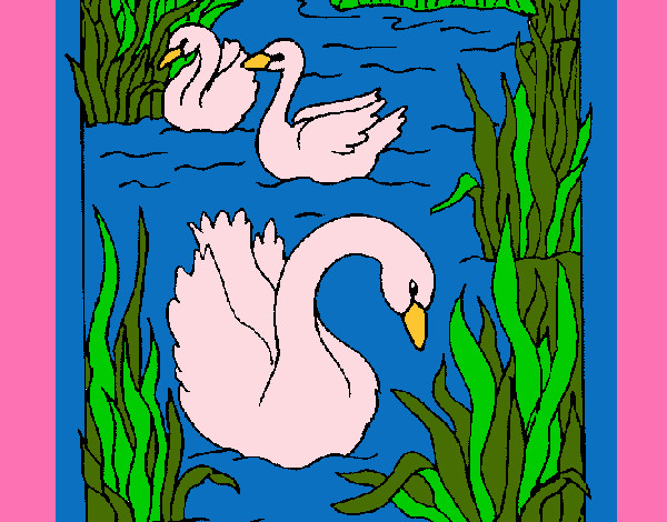 Desenho Cisnes pintado por grachi