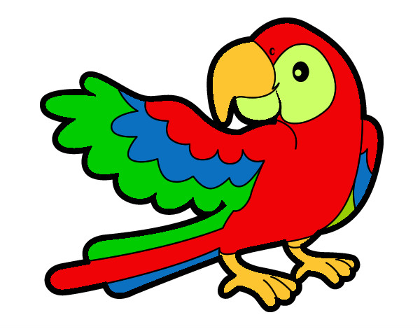 papagaio colorido