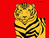 Desenho Tigre pintado por aflodilza 