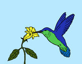 Desenho Colibri e uma flor pintado por ImShampoo