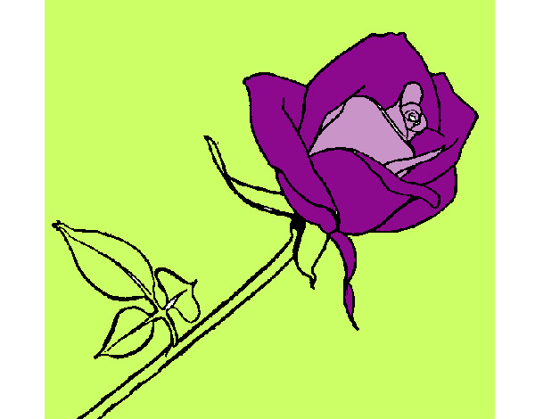 Desenho Rosa pintado por rafaeljosy