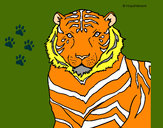 Desenho Tigre pintado por Siqueira
