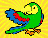 Desenho Papagaio abrir a asa pintado por Marquinhos