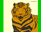 Desenho Tigre pintado por weverton