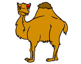 Desenho Camelo chato pintado por miguelf