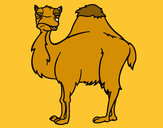 Desenho Camelo chato pintado por clarita