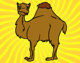 Desenho Camelo chato pintado por ImShampoo