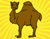Desenho Camelo chato pintado por Nadim