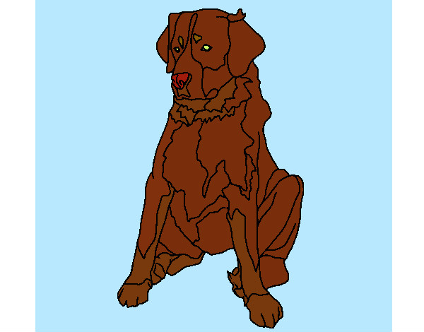 Desenho Labrador pintado por Suzan 