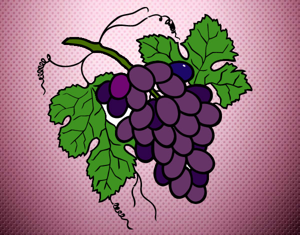 Desenho Cacho de uvas pintado por aposentada