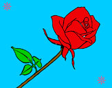 Desenho Rosa pintado por evelyns2