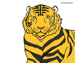 Desenho Tigre pintado por PedroAbel